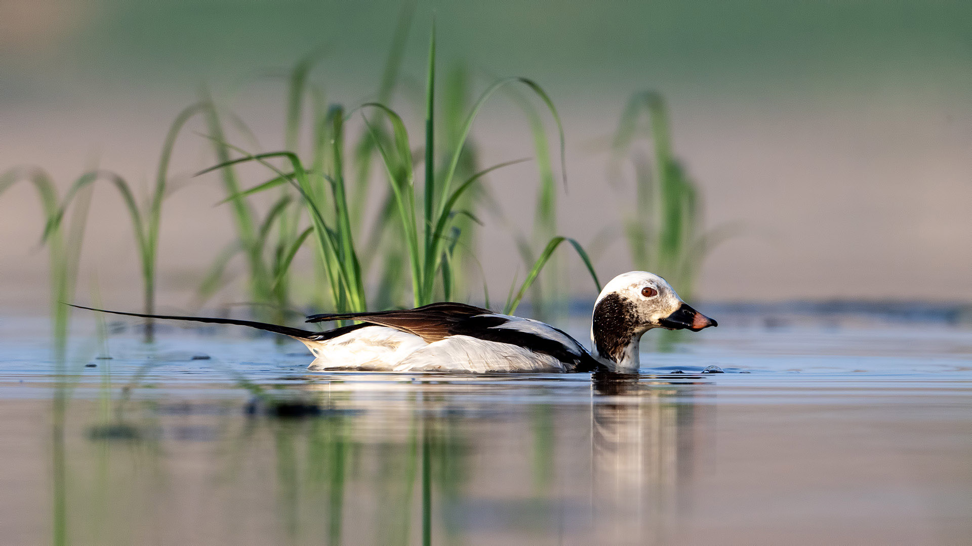 Long-tailed Duck